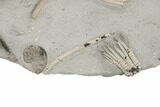 Fossil Crinoid Plate (Seventeen Species) -Crawfordsville, Indiana #197612-6
